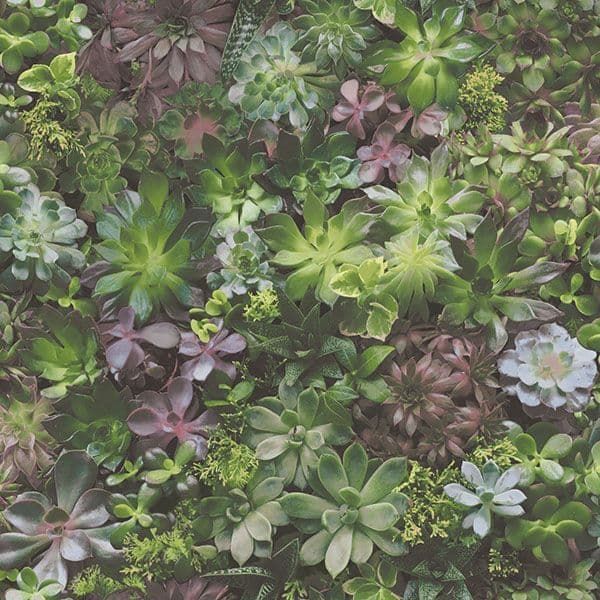 Evergreen Wallpaper 7322 By Galerie