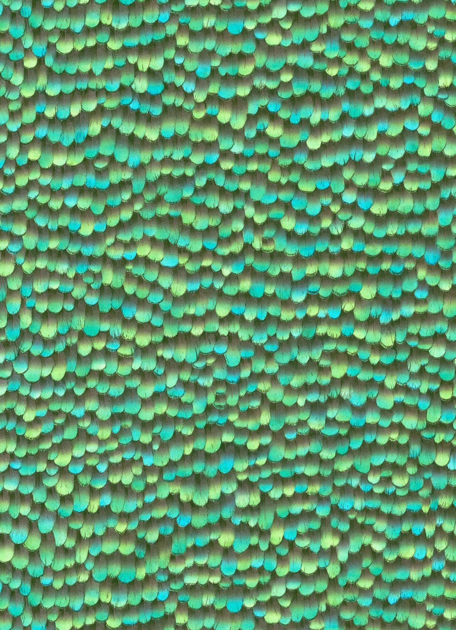 Amazonia Page 51 Wallpaper AM30020 By Galerie